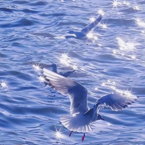 波光粼粼海鸥飞翔头像