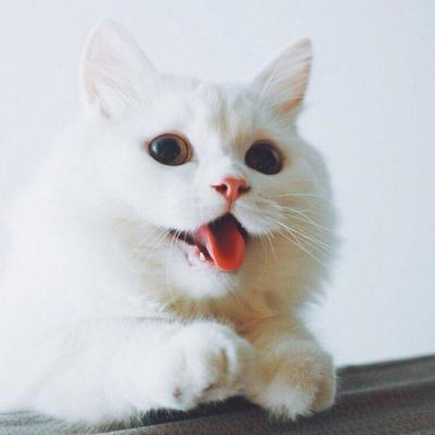 猫咪可爱头像__图片搜索_httpwwwjf258com