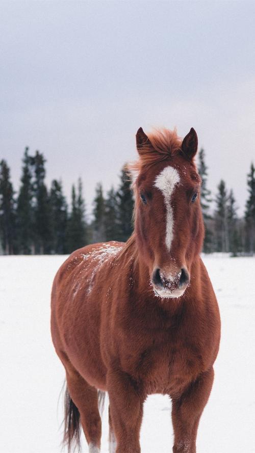 棕色的马,雪,冬天 iphone 壁纸