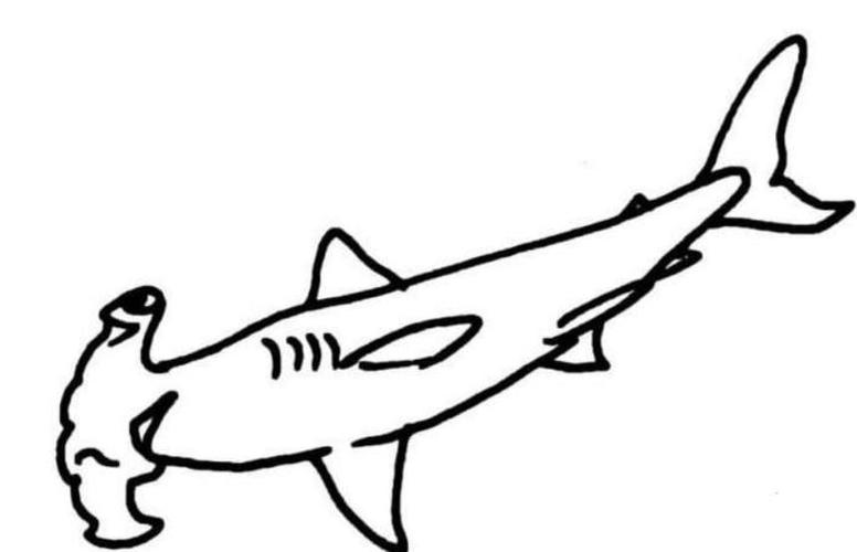 锤头鲨鱼儿童简笔画图片_鲨鱼儿童绘画作品图集