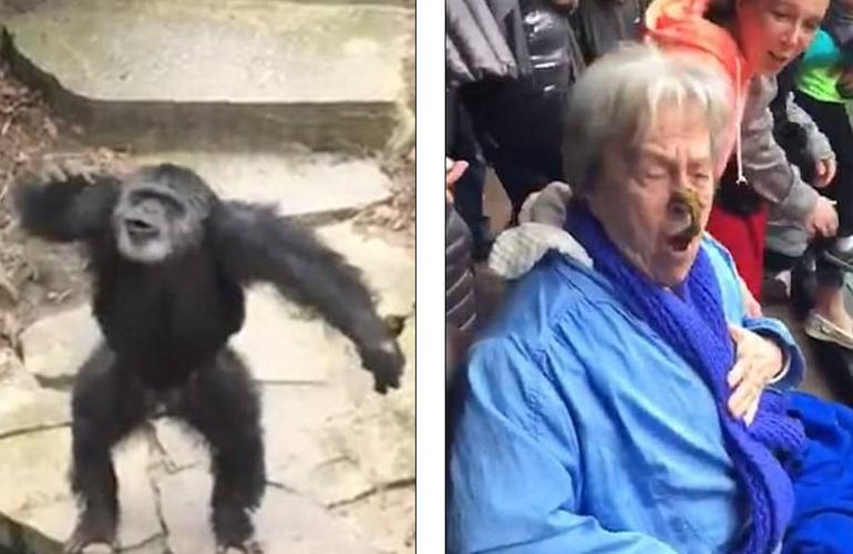 老奶奶在动物园看猩猩结果被猩猩扔了一坨粑粑到脸上