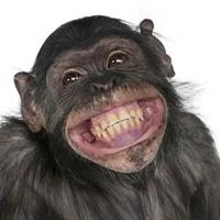 猴子笑到模糊表情包