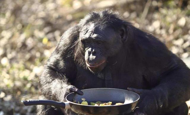 大猩猩伸手向游客要香蕉游客摇头表示不给下一秒就后悔了