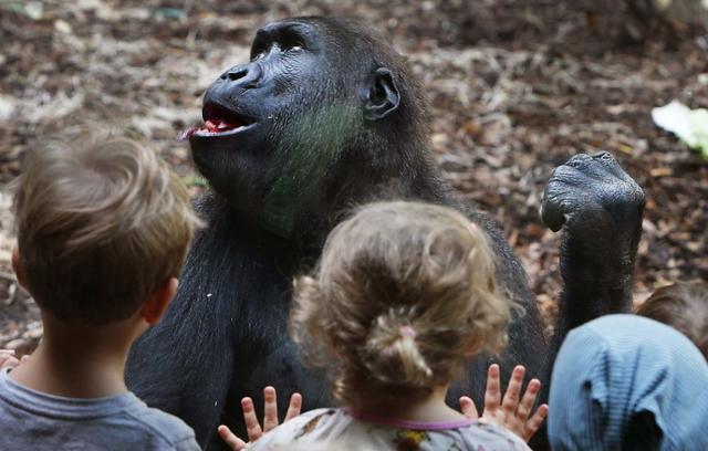 大猩猩伸手向游客要香蕉,游客摇头表示不给,下一秒就后悔了