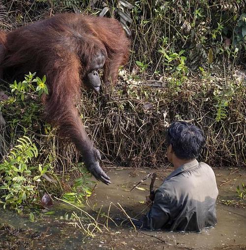 印尼的红毛大猩猩很有趣,伸出手来想要拉河里的男子上岸