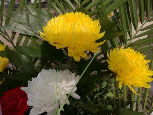 捧几束菊花洁白,金黄,献在亲人的墓台前,清明节对亲人的哀思就寄托在