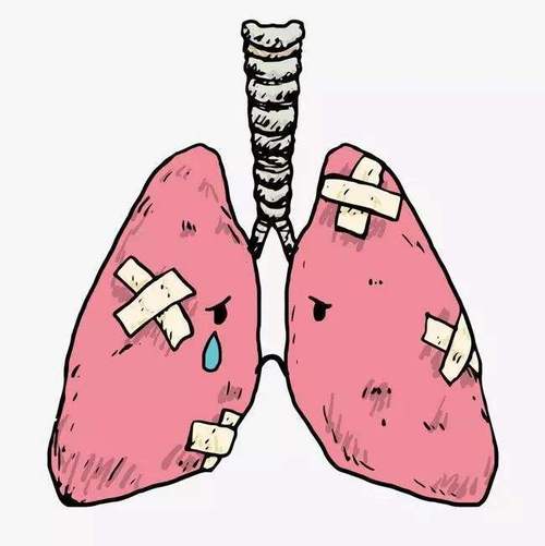 肺在哪里 肺在哪里位置图 女生