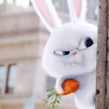 爱宠大机密兔子图片头像超萌可爱的爱宠机密兔子头像高清