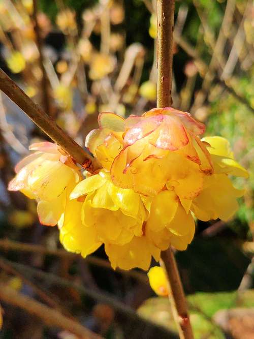 腊梅——冬天绽放的花