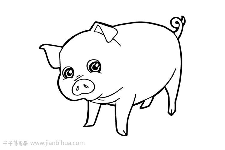 幼儿园简笔画动物小猪