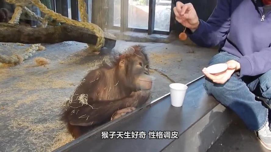 大猩猩正在吃香蕉大胆小猴子伸手就抢结果悲剧了