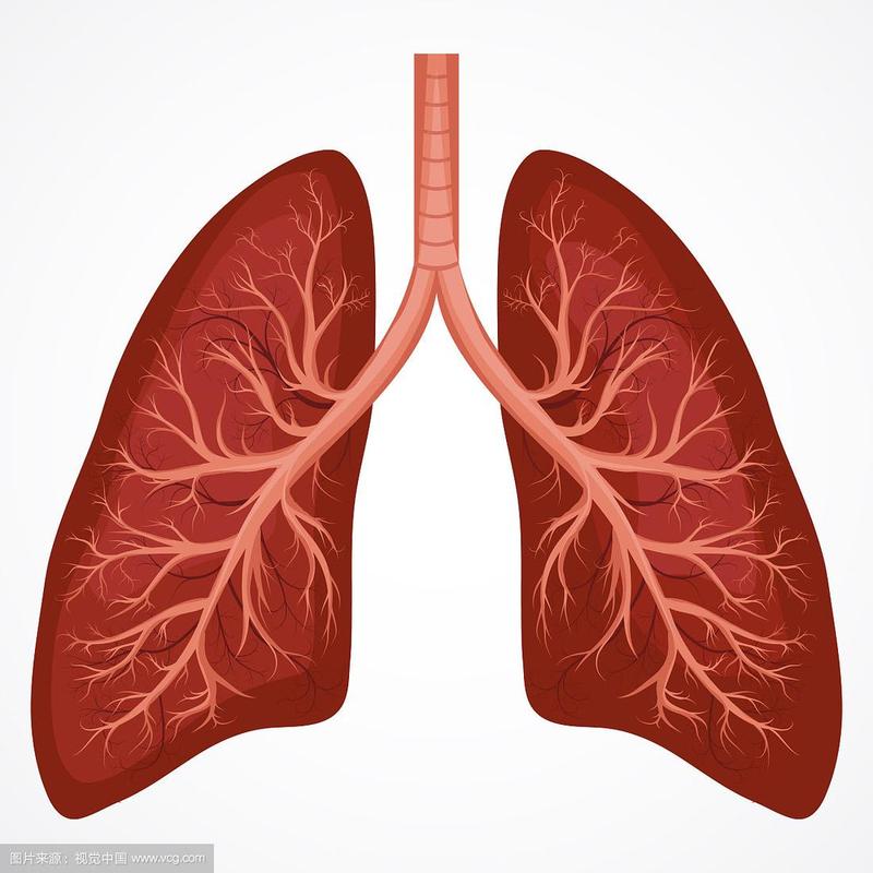 人体肺解剖图