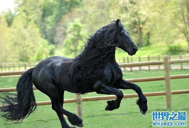 世界上最漂亮的10匹马
