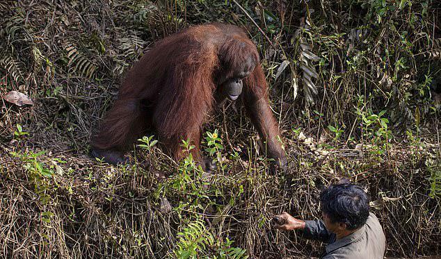 红毛猩猩误以为男子被困河中,急忙伸手相救,可男子的举动